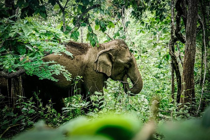 2-Day Kindred Spirit Elephant Sanctuary in Chiang Mai - Why a Karen Homestay and Elephant Hike Works So Well Together