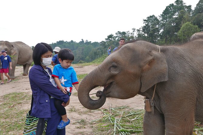 3-in-1: Doi Inthanon Tour, Elephant Sanctuary, and Trekking Trail - Doi Inthanon National Park and the King-and-Queen Pagodas at the Top