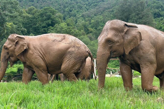 4 in 1 Elephants Long Neck Rafting and Sticky Waterfall Tour - Sticky Waterfall at Bua Thong: Expect a Walk-Up, Not a Sit-Down Stop