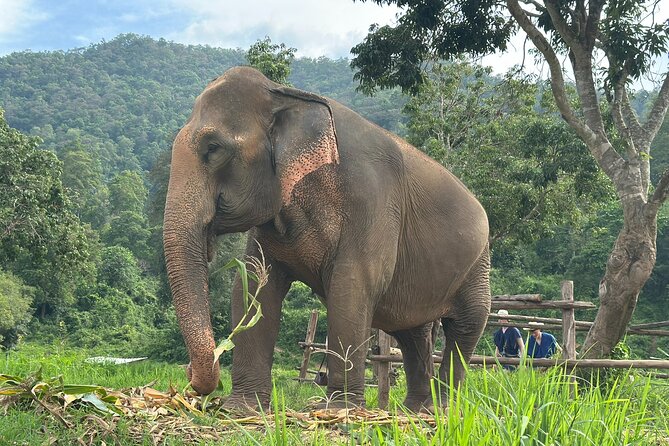4 in 1 Elephants Long Neck Rafting and Sticky Waterfall Tour - Ethical Elephant Sanctuary Time with English Guides Like Mr K and Yoong