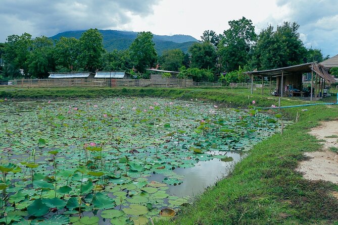 Aroidee’s Farm-Fresh Thai Cooking Experience - Who should book this A Roi Dee class in Chiang Mai?
