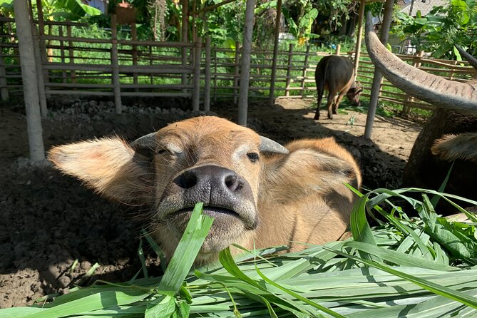 Aroidee’s Farm-Fresh Thai Cooking Experience - Getting there from Wat Suan Dok and how the 4-hour rhythm works