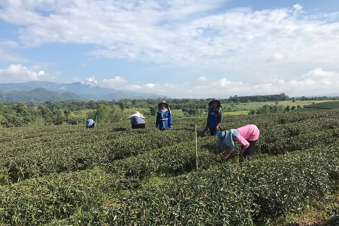 Best 2-Day: Explore Chiang Rai Landmarks from Chiang Mai, Private Trip - Food, Water, and Keeping Your Energy Up