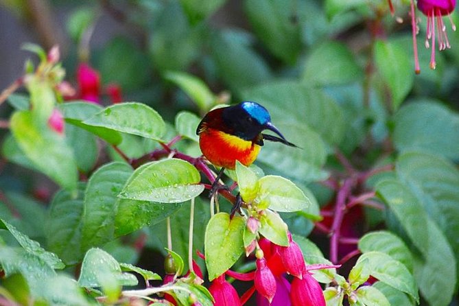Bird Watching Doi Inthanon - Key highlights you’ll actually care about