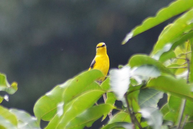 Bird Watching Doi Inthanon - Species you might see on Doi Inthanon (and why the guide’s job matters)