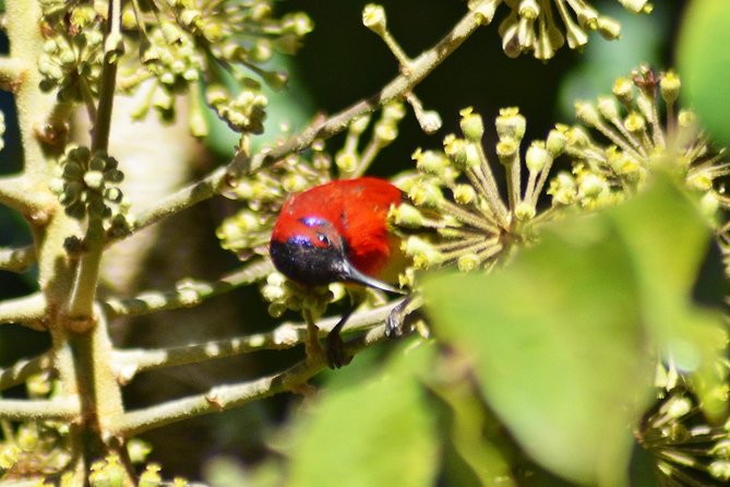 Bird Watching Doi Inthanon - Cold tops and warm layers: what to pack for the mountain weather