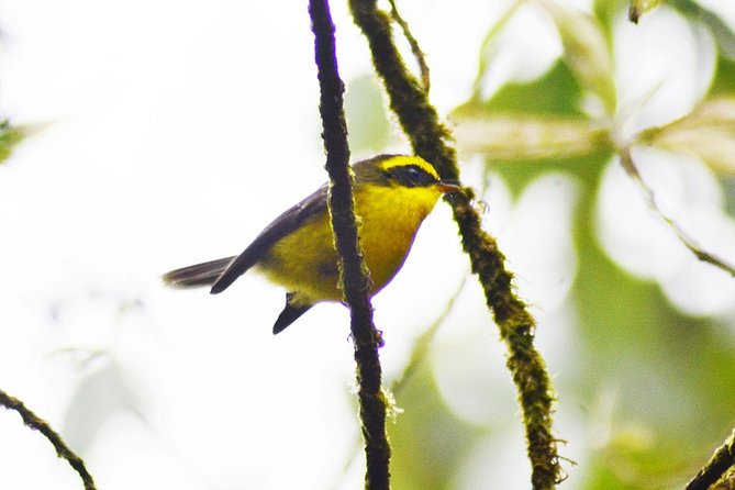 Bird Watching Doi Inthanon - Lunch timing, waterfall options, and the 9-hour day shape