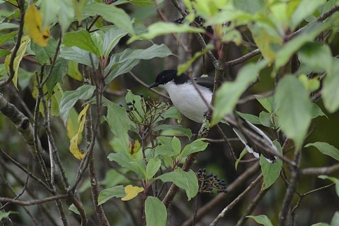 Bird Watching Doi Inthanon - Price and value: what you’re paying for beyond the bird list