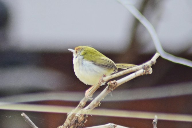 Bird Watching Doi Inthanon - Who should book this Doi Inthanon birding trip