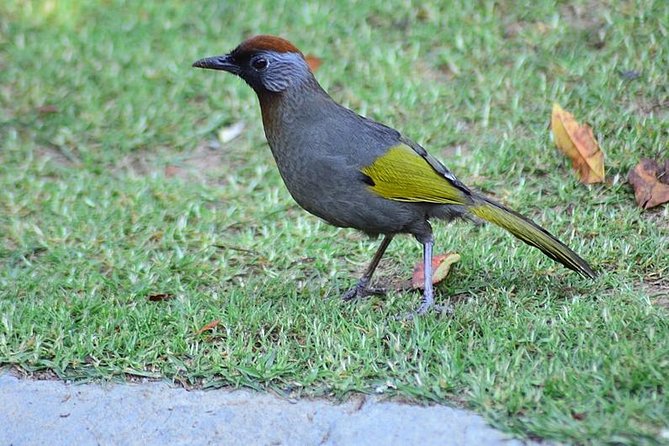 Bird Watching Doi Inthanon - The trail circuit across elevation: how the birding changes as you climb