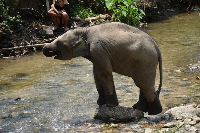 Care Pride Elephants: Full-Day Tour Experience - Getting to Inthanon: the 8:15 pickup and mountain drive reality check