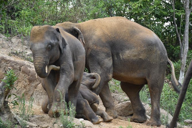 Care Pride Elephants: Full-Day Tour Experience - Feeding and walking: getting close on foot without rushing