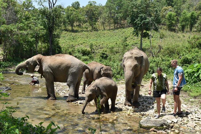 Care Pride Elephants: Full-Day Tour Experience - Thai lunch and downtime: fueling the day without distractions