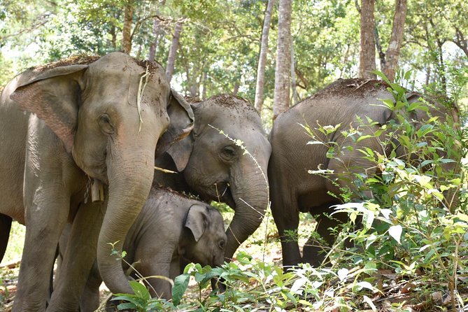 Care Pride Elephants: Full-Day Tour Experience - Group size and why it feels calm instead of crowded