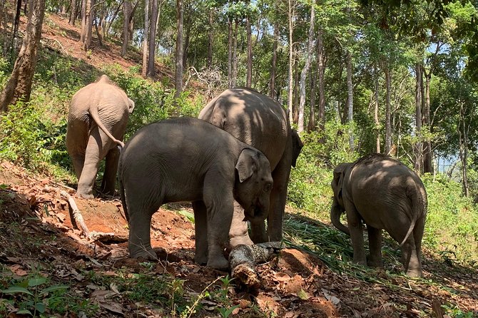 Care Pride Elephants: Full-Day Tour Experience - Ethics: no riding, and a more honest kind of closeness