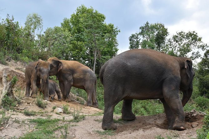Care Pride Elephants: Full-Day Tour Experience - Elephant care in the jungle: what happens after you arrive