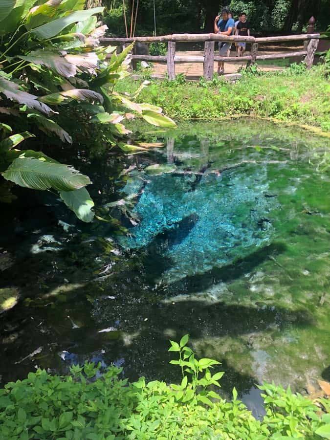 Chiang Dao Cave, Sticky Waterfall, Baan Den Temple Private - Bua Thong Sticky Waterfall: climb, get wet, and plan for slippery limestone steps