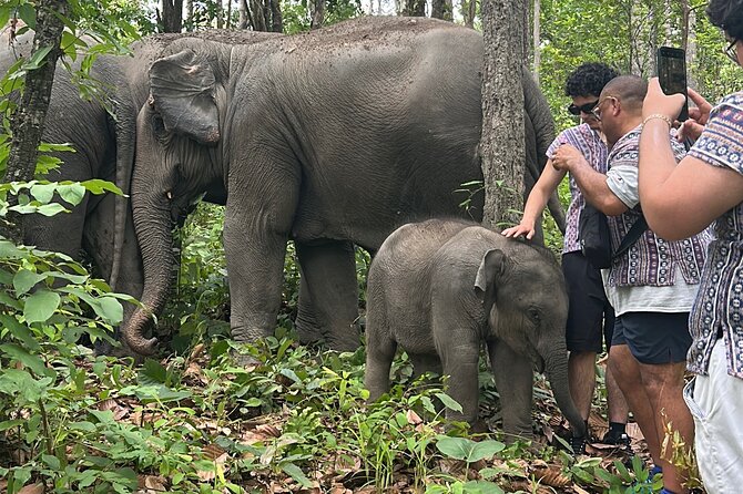 Chiang Mai 1 Day: Elephant Sanctuary, Waterfall & Bamboo Rafting - A Day Built Around Humane Elephant Care