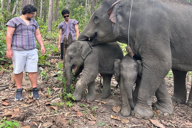 Chiang Mai 1 Day: Elephant Sanctuary, Waterfall & Bamboo Rafting - What to Expect During Jungle Walks and Elephant Bathing