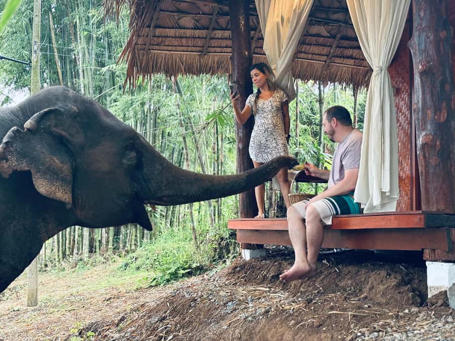 Chiang Mai 2-Day: Good Morning Elephant & Overnight Homestay - Dinner by the Campfire and Overnight in a Wooden Cabin or Tent