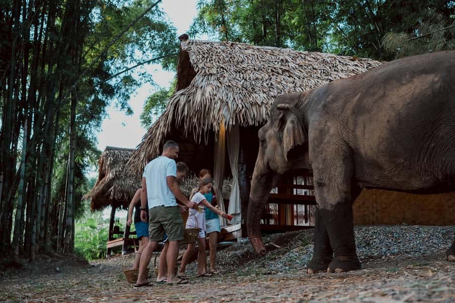 Chiang Mai 2-Day: Good Morning Elephant & Overnight Homestay - Mae Wang River Feeding and Bathing: Fun, But Follow the Plan