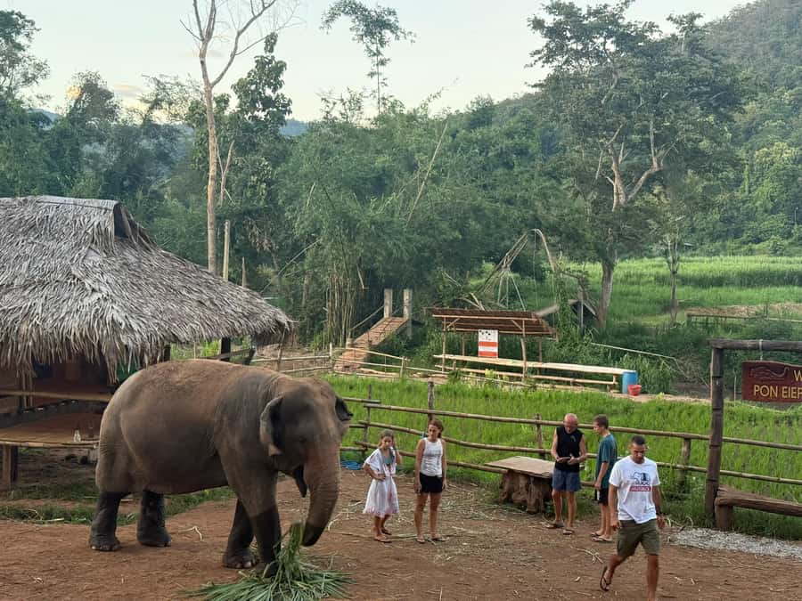 Chiang Mai 2-Day: Good Morning Elephant & Overnight Homestay - Pon Elephant Thailand: What You’ll Do With Rescued Elephants