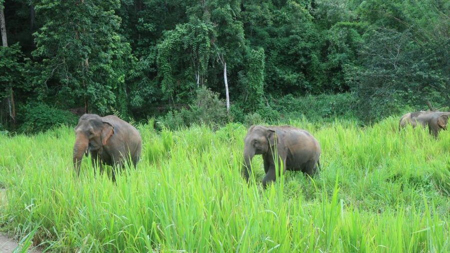 Chiang Mai: 2-Day Jungle Trek with Elephant Farm & Raft Ride - What the guides do well (and why it matters)