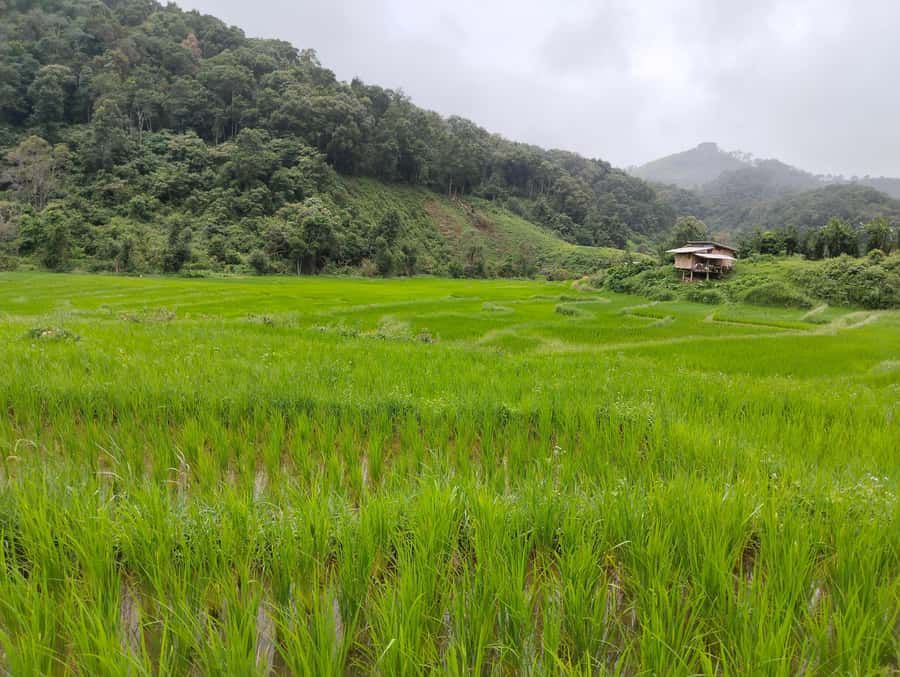 Chiang Mai: 2-Days Chiang Mai Amazing Trek - Key points to know before you go