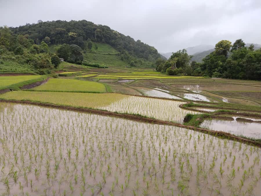Chiang Mai: 2-Days Chiang Mai Amazing Trek - The first jungle trek: riverside path, waterfall stop, and terraced farmland