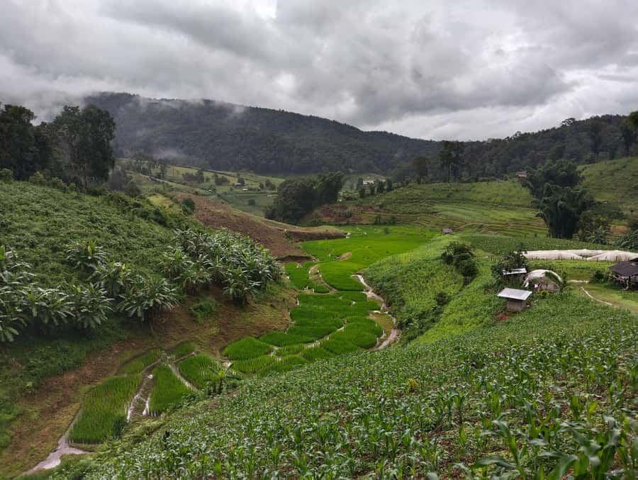 Chiang Mai: 2-Days Chiang Mai Amazing Trek - Day 2 forest trails: herbal medicine lessons and off-the-beaten-track waterfalls