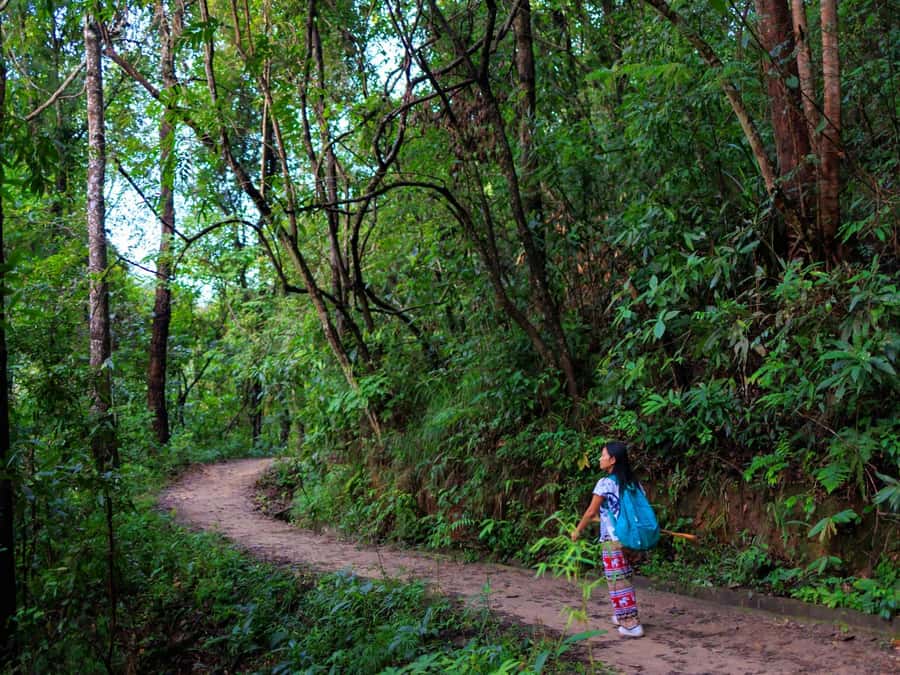 Chiang Mai: 3-Day Karen Hill Tribe Immersion with Trekking - Day 2: Village life, animal-rich forest, and a night with your hosts