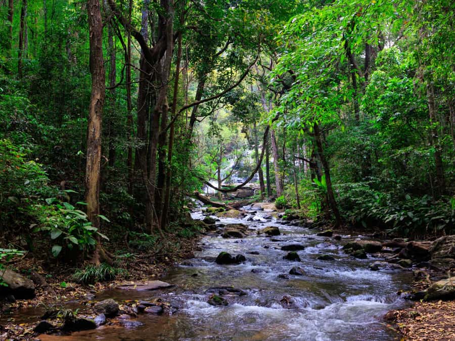 Chiang Mai: 3-Day Karen Hill Tribe Immersion with Trekking - Day 3: Cloud forest trails and up to five waterfall swims