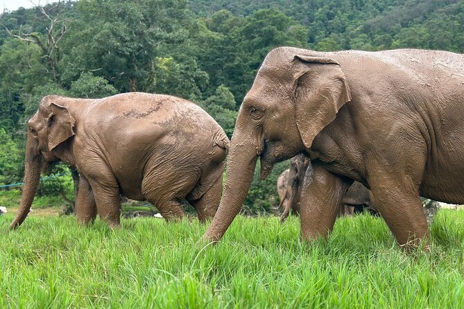 Chiang Mai 3 in 1 Zipline, Elephants and Sticky Waterfall - Elephant sanctuary time: feeding, learning, and close contact
