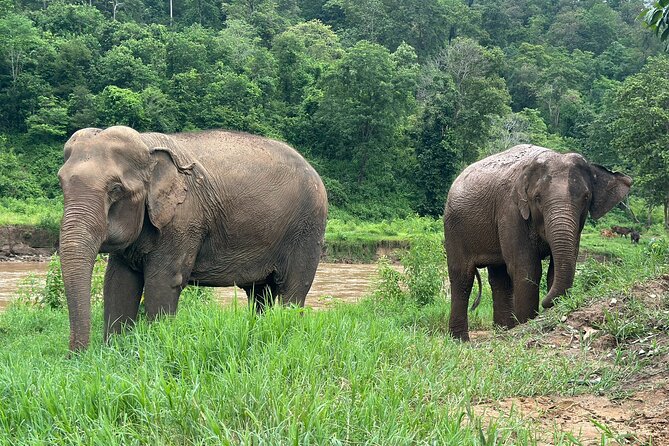 Chiang Mai 3 in 1 Zipline, Elephants and Sticky Waterfall - Lunch break: included food that actually matters