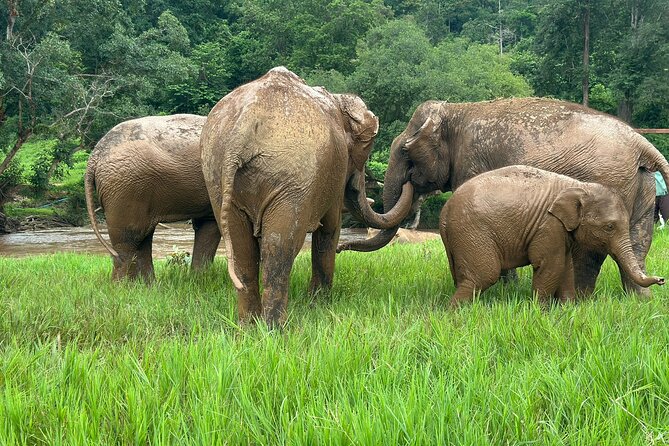 Chiang Mai 3 in 1 Zipline, Elephants and Sticky Waterfall - Price and value: $120-ish for three major stops