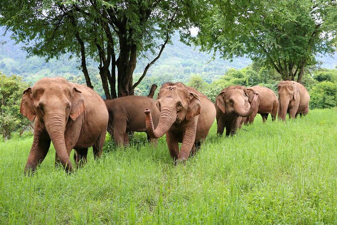 Chiang Mai ATV White Water Rafting and Elephant Sanctuary Full-Day Trip - Early pickup, long drive, and why the day still works