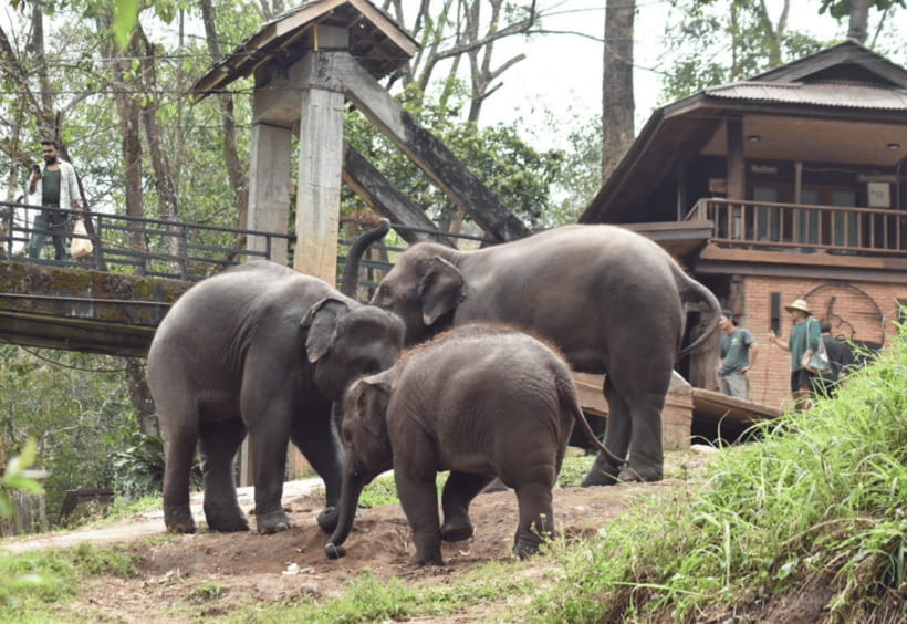 Chiang Mai: Bamboo Rafting with Hotel Transfers - The On-Site Break: Food, Coffee, and a Carp Cafe Option