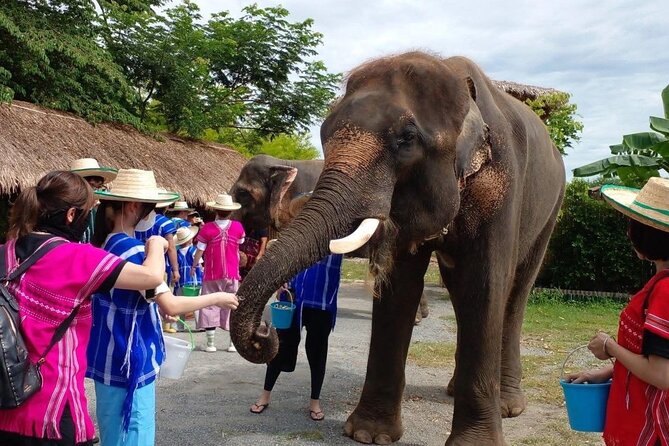 Chiang Mai Chapulin Elephant Care and Sticky Waterfall - Key highlights at a glance