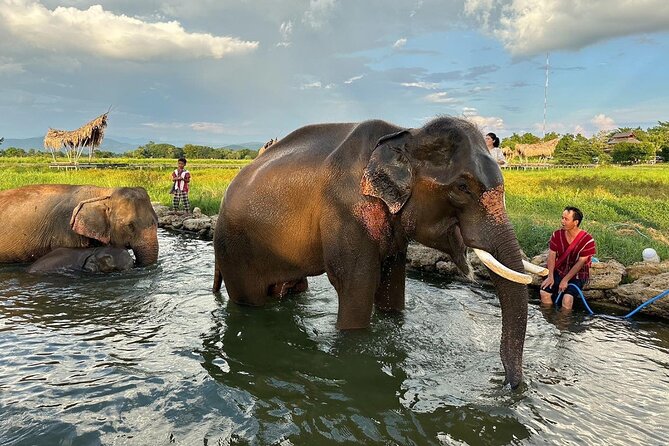Chiang Mai Chapulin Elephant Care and Sticky Waterfall - Optional Bua Tong Sticky Waterfall: When You Want More Than Elephants