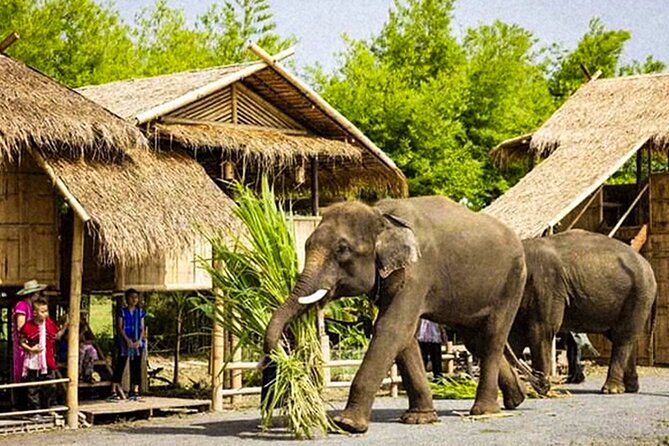 Chiang Mai Chapulin Elephant Care and Sticky Waterfall - Price and Value: Is $38.72 Actually a Good Deal?