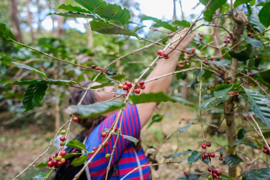 Chiang Mai Coffee Full Day Tour: Trek, Brew & Roast Journey. - A small-group Chiang Mai coffee day that feels like real life