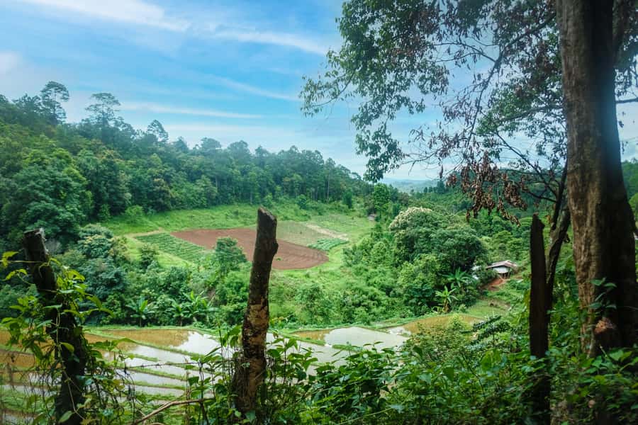 Chiang Mai Coffee Full Day Tour: Trek, Brew & Roast Journey. - Roast your own beans: the hands-on part that sticks