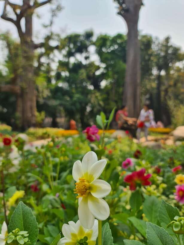 Chiang Mai: Dantewada Land of Angels & Sticky Waterfall Tour - Who should book this tour, and who should skip it