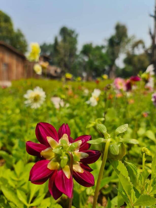 Chiang Mai: Dantewada Land of Angels & Sticky Waterfall Tour - Price and value: what $54 buys you in Chiang Mai time