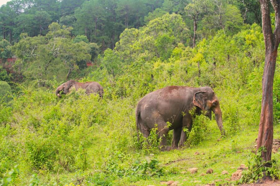 Chiang Mai: Day for Elephant Observation Only Half-day Trip - Big Boy’s no-control policy: why it feels different