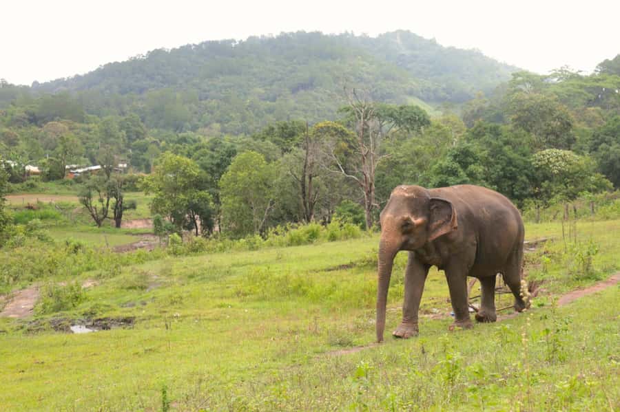 Chiang Mai: Day for Elephant Observation Only Half-day Trip - Watching elephants up close, without the touchy stuff