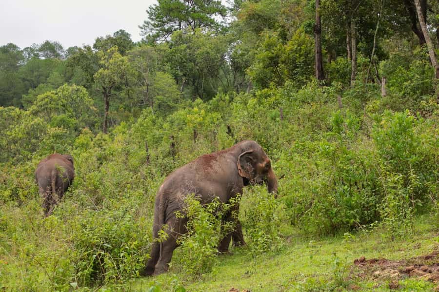 Chiang Mai: Day for Elephant Observation Only Half-day Trip - Price and value: what $46 really covers