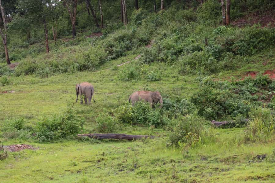 Chiang Mai: Day for Elephant Observation Only Half-day Trip - What to bring and what to avoid