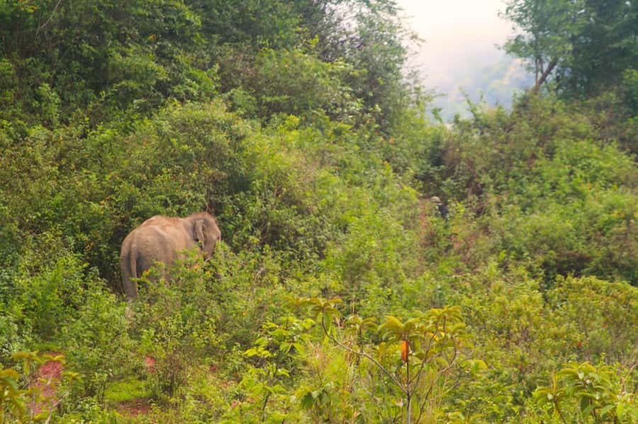 Chiang Mai: Day for Elephant Observation Only Half-day Trip - Getting from Chiang Mai to Doi Inthanon area: timing you can plan around