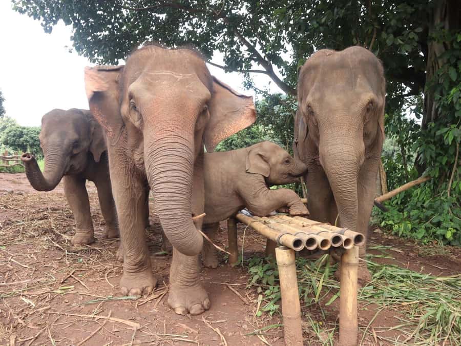 Chiang Mai: Doi Inthanon and Elephant Sanctuary Tour - Key highlights worth planning for